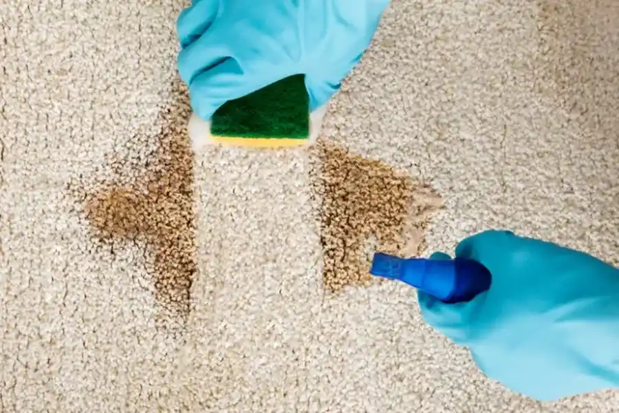 What To Expect During A Professional Carpet Cleaning Service Lanham, MD What To Expect During A Professional Carpet Cleaning Service Lanham, MD
